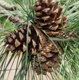 Pinus ponderosa. Шишки. Германия, г. Дюссельдорф, Ботанический сад университета. 04.05.2014.