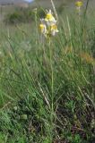 Linaria macroura