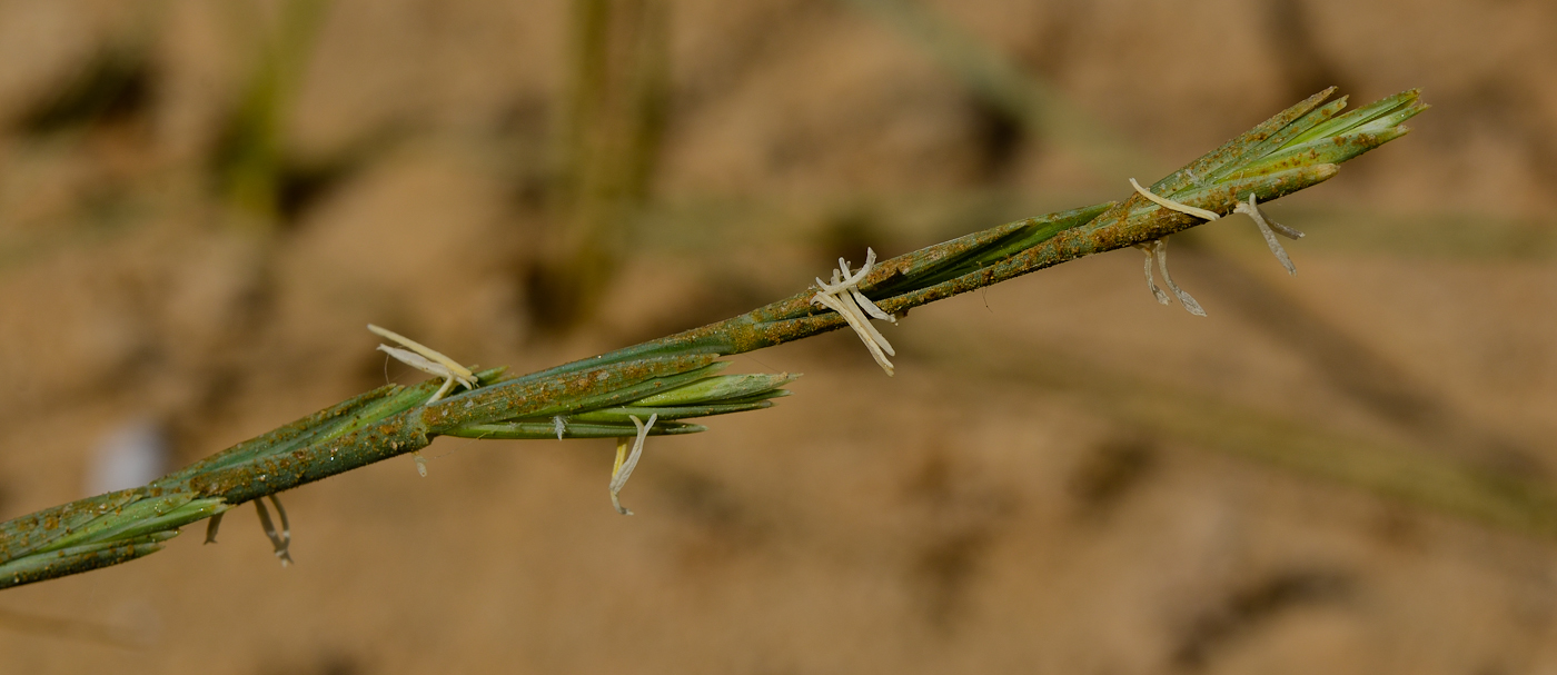 Image of Elytrigia juncea specimen.