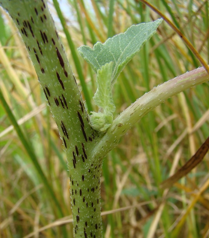 Image of Xanthium orientale specimen.