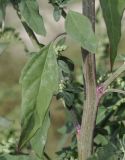 Chenopodium strictum