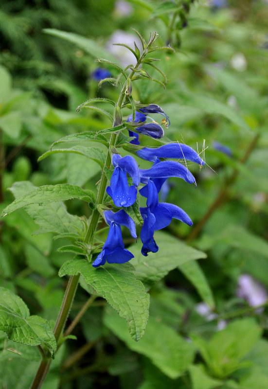 Image of Salvia patens specimen.