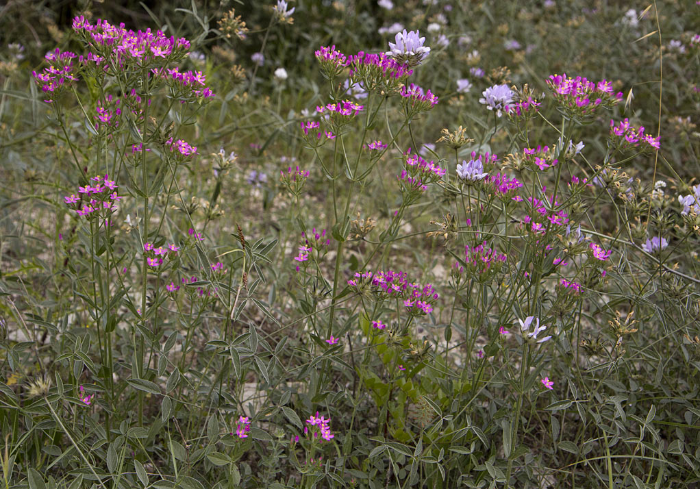 Изображение особи род Centaurium.