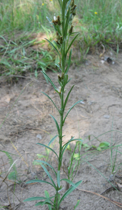 Image of Omalotheca sylvatica specimen.