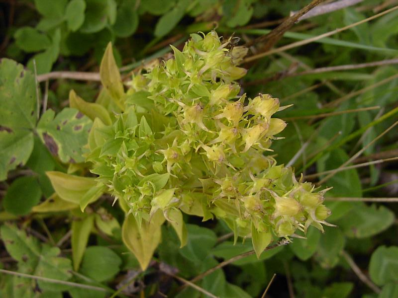 Изображение особи Halenia corniculata.