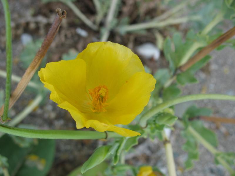 Image of Glaucium flavum specimen.