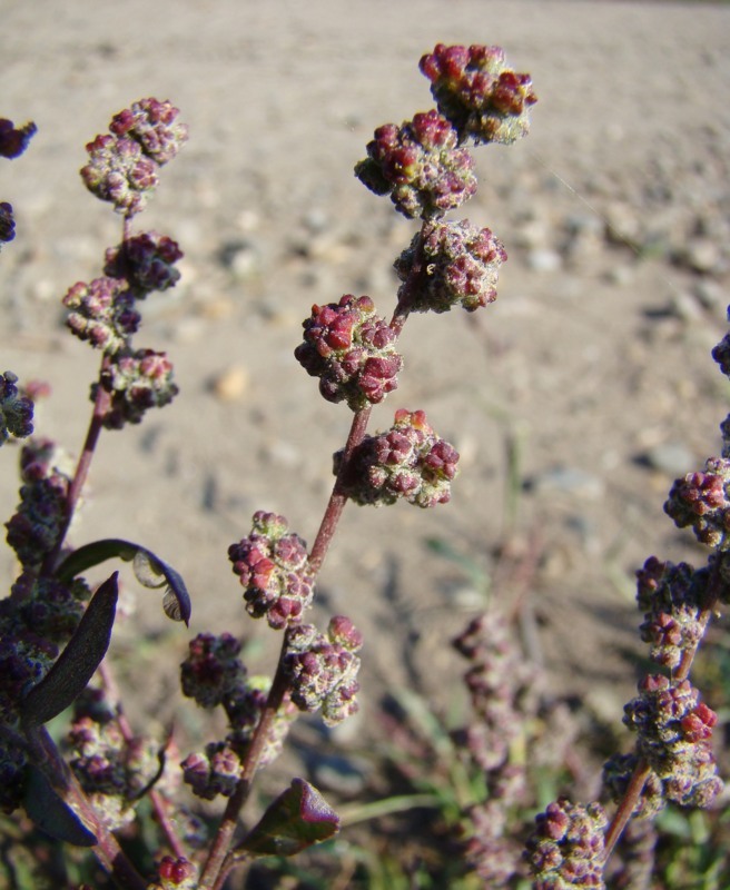 Image of Chenopodium album specimen.