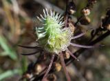 Scabiosa ochroleuca