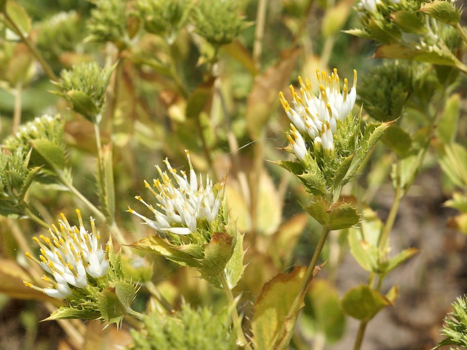 Изображение особи Cousinia triflora.