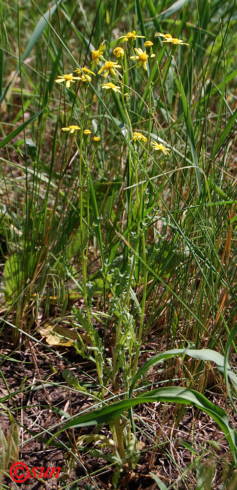 Image of Senecio jacobaea specimen.