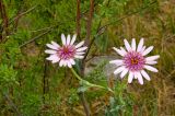 genus Tragopogon