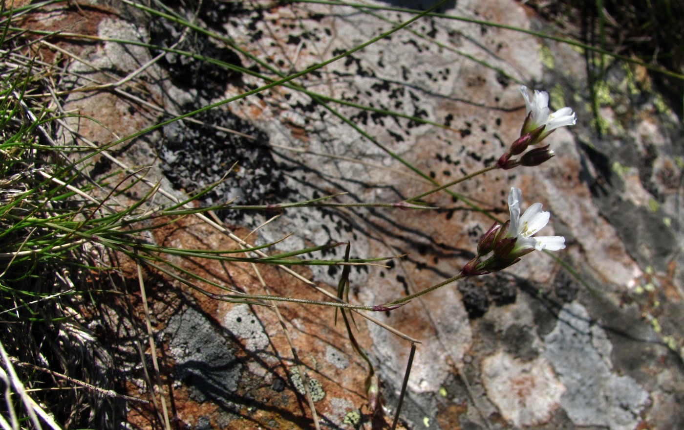 Image of Gypsophila tenuifolia specimen.