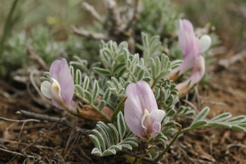 Image of Astragalus pallasii specimen.