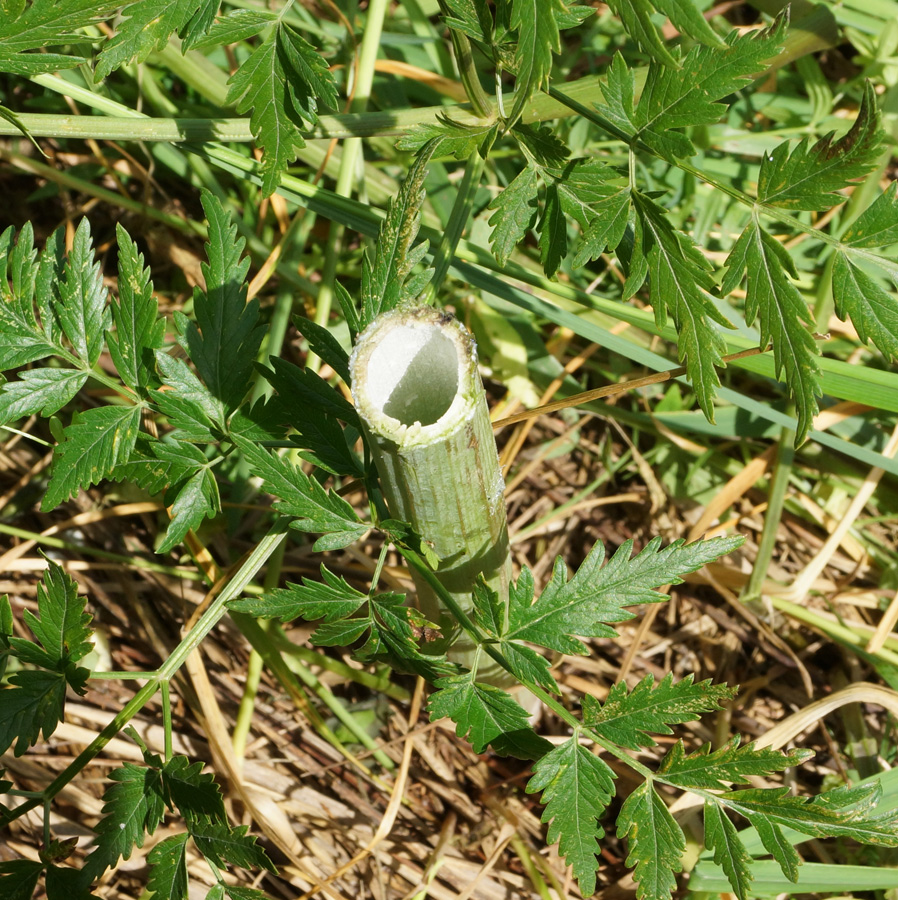 Image of Conioselinum tataricum specimen.