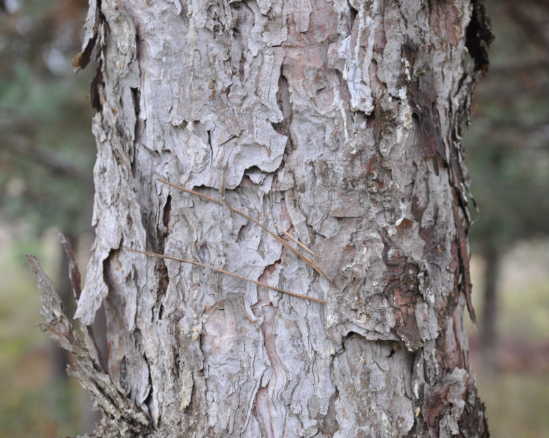 Image of Pinus pallasiana specimen.