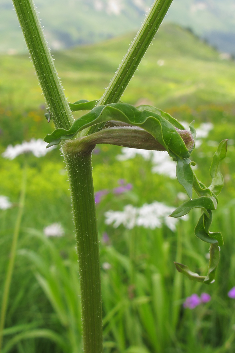 Image of Heracleum apiifolium specimen.