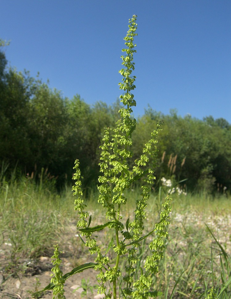 Изображение особи Rumex stenophyllus.