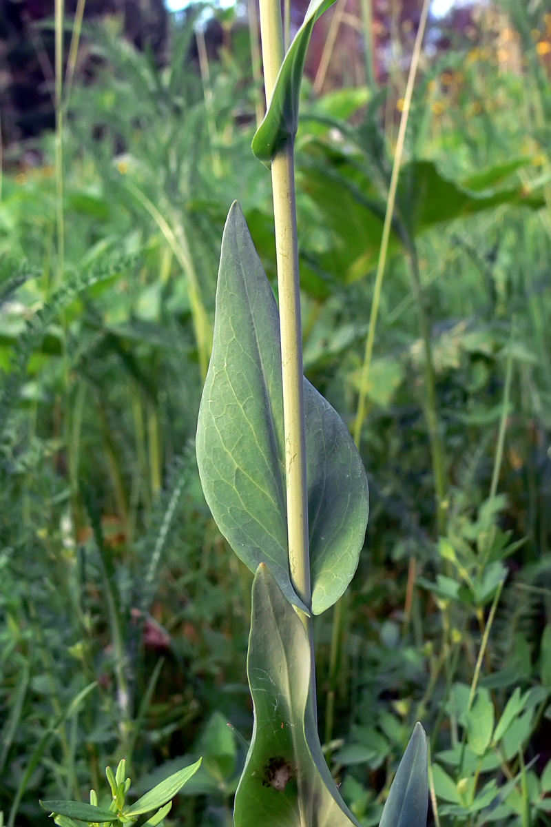 Image of Turritis glabra specimen.