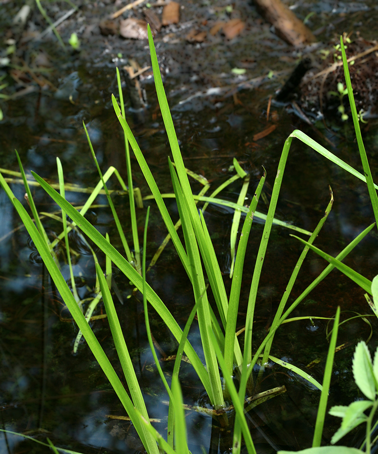 Image of Sparganium glomeratum specimen.