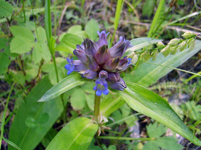 Image of Gentiana macrophylla specimen.