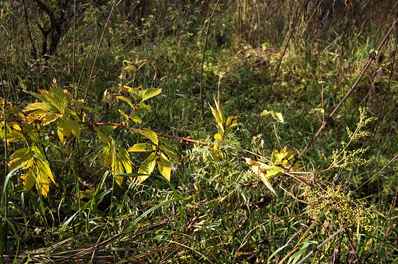 Image of Filipendula ulmaria specimen.