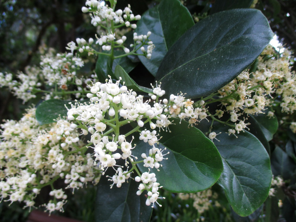 Изображение особи Viburnum odoratissimum.