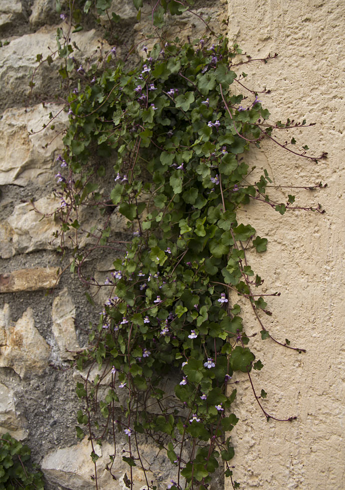 Image of Cymbalaria muralis specimen.