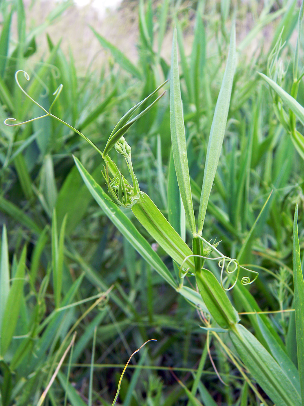 Image of Lathyrus sylvestris specimen.