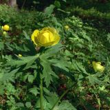 Trollius europaeus. Побеги с цветками. Свердловская обл., окр. г. Североуральск, опушка сосново-елового леса. 19.06.2008.