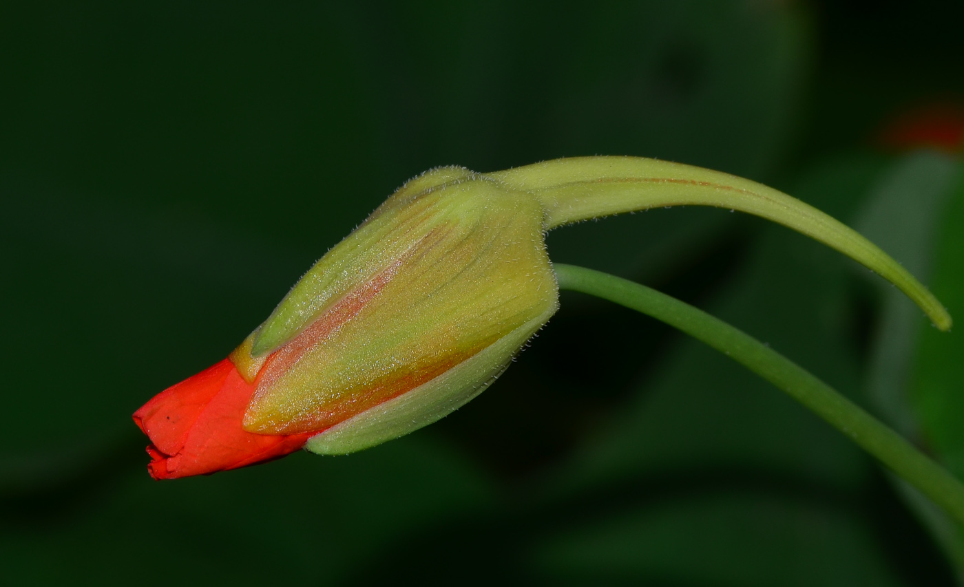 Image of Tropaeolum majus specimen.