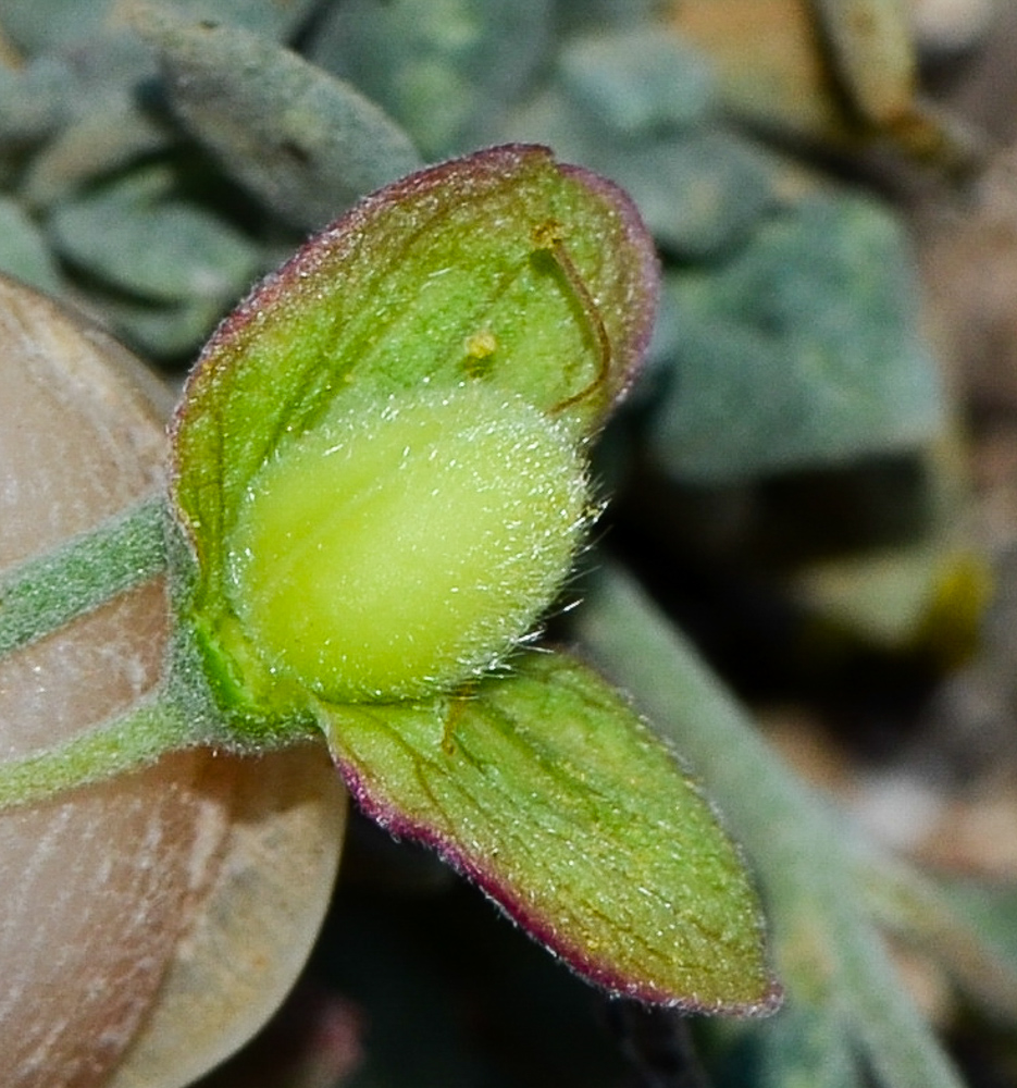 Image of Helianthemum canariense specimen.