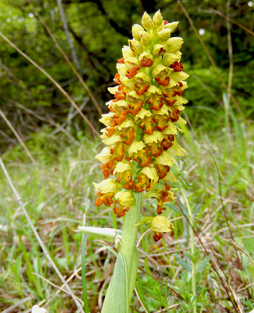 Изображение особи Orchis punctulata.