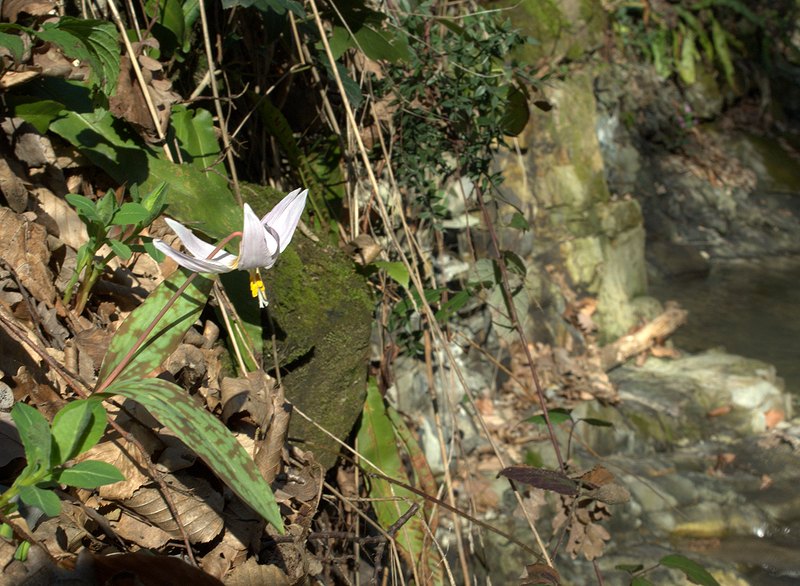 Image of Erythronium caucasicum specimen.