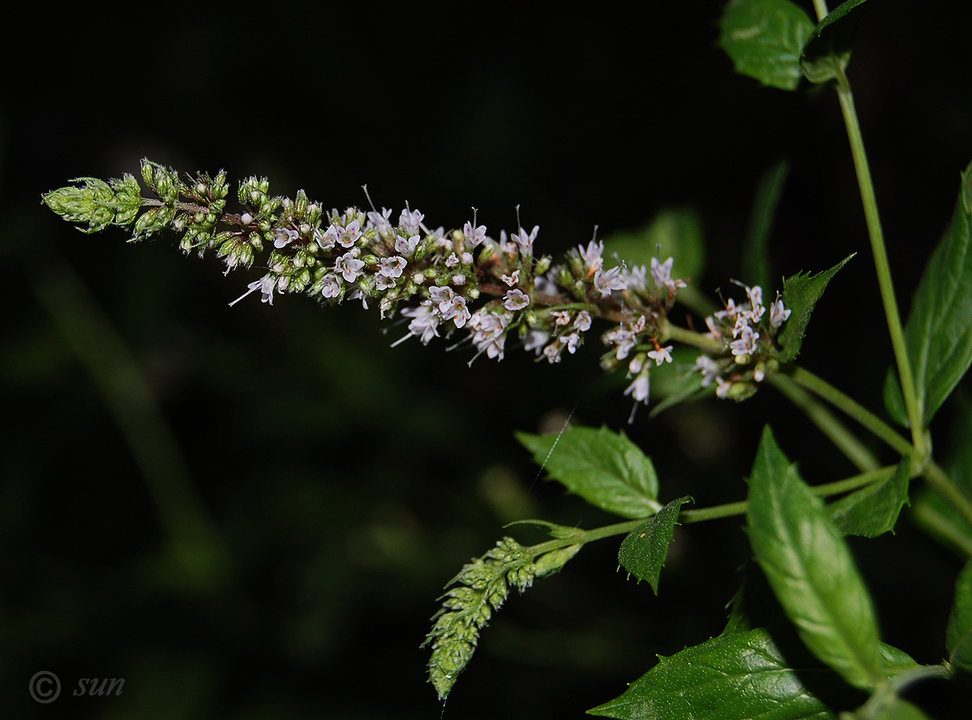 Image of Mentha spicata specimen.