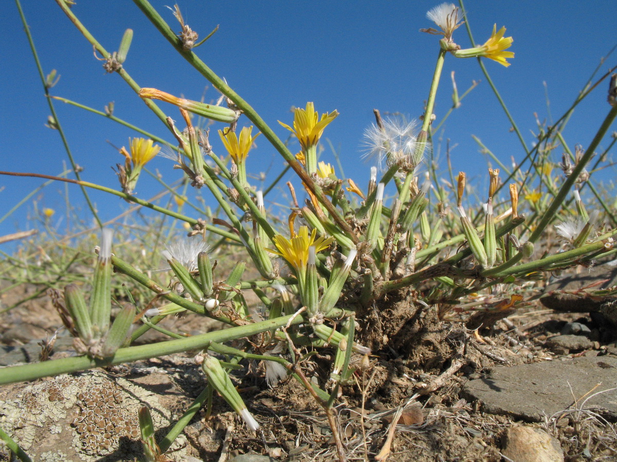 Image of Chondrilla juncea specimen.