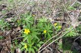 Anemone ranunculoides. Цветущие растения. Тверская обл., Весьегонский р-н, с. Чистая Дуброва, ольховый лес на берегу Смородинки. 4 мая 2015 г.