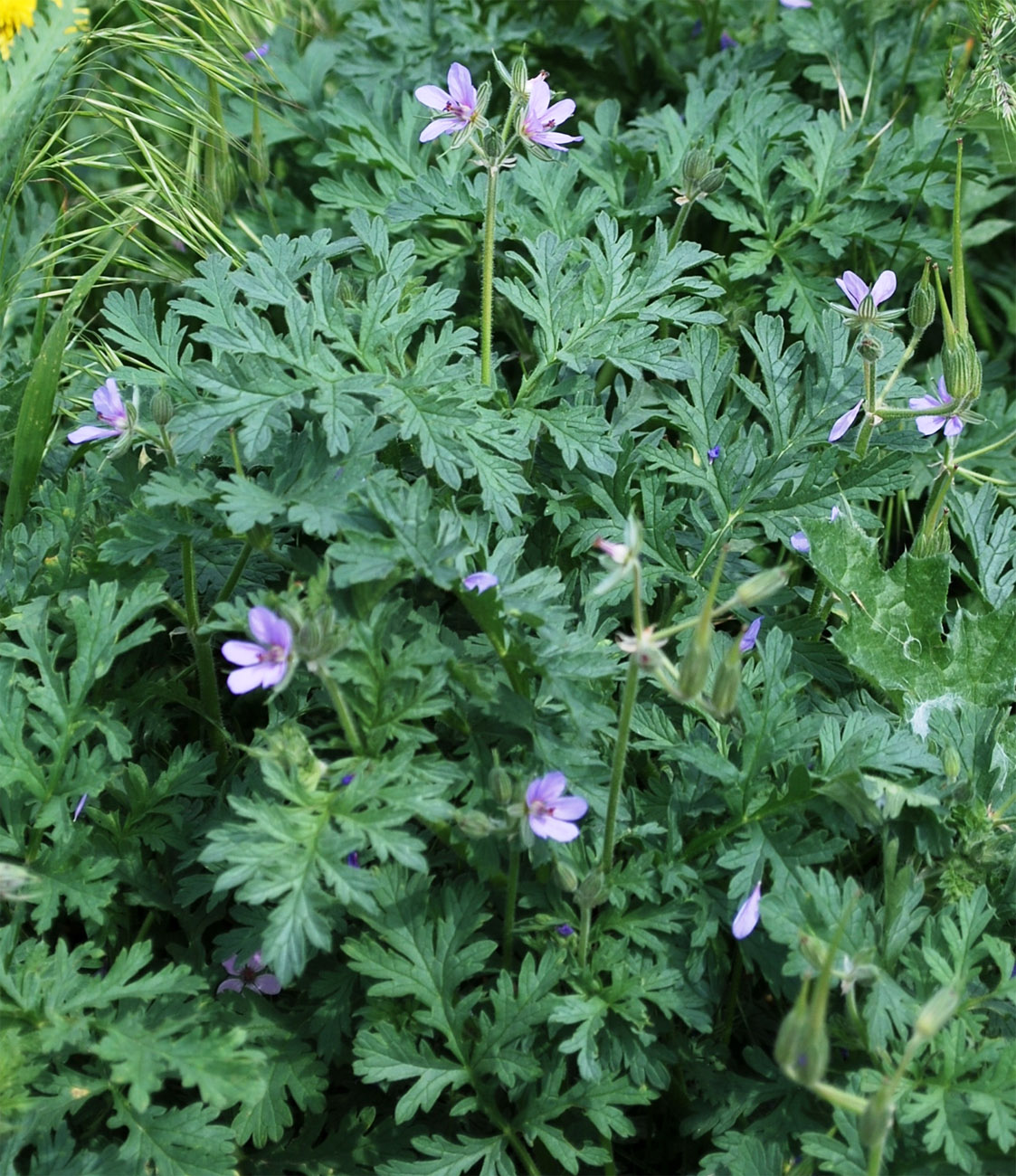 Image of Erodium ciconium specimen.