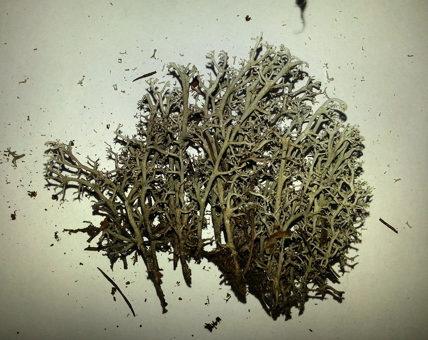 Image of genus Cladonia specimen.