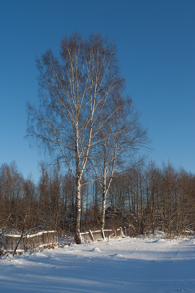 Изображение особи Betula pendula.