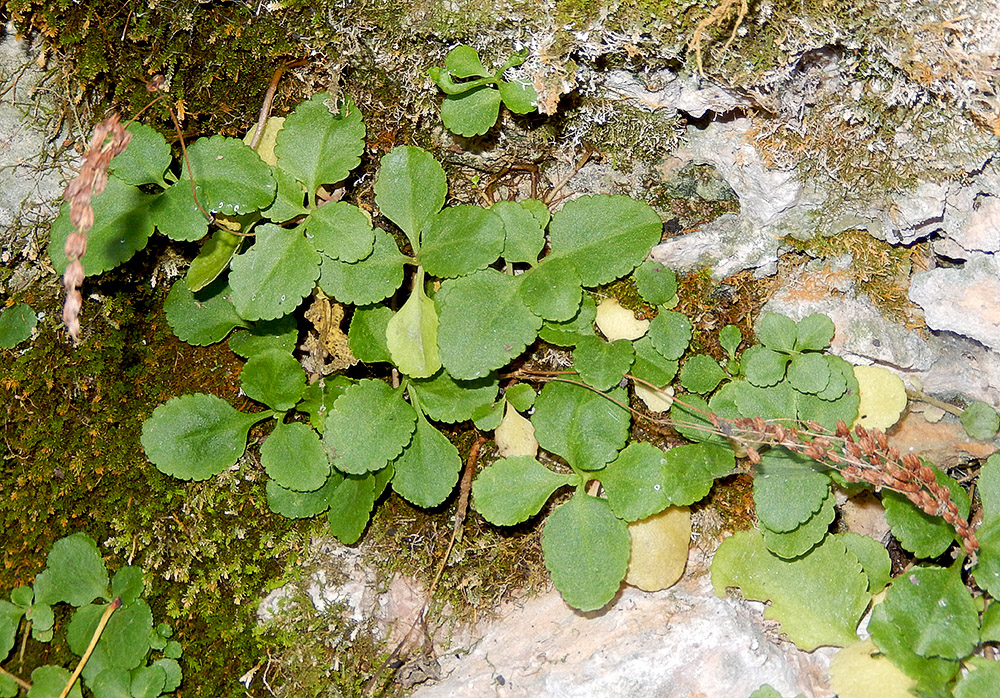 Image of Chiastophyllum oppositifolium specimen.