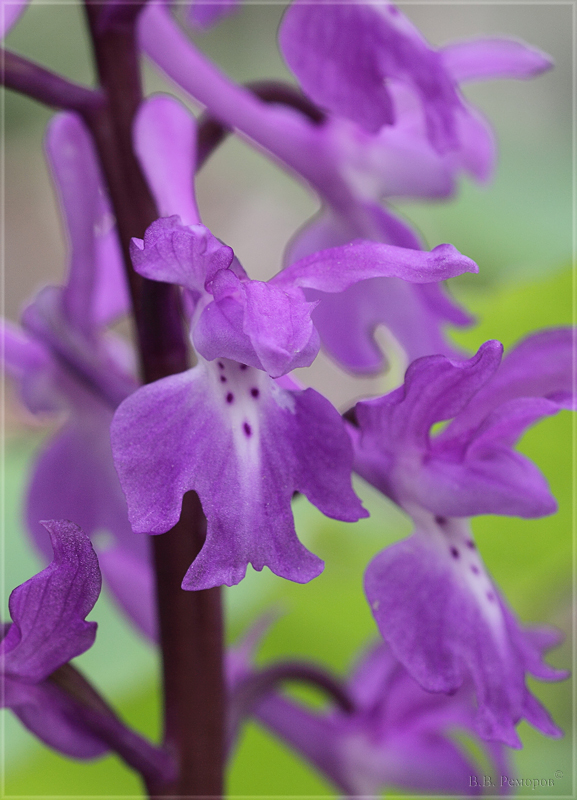 Image of Orchis mascula specimen.