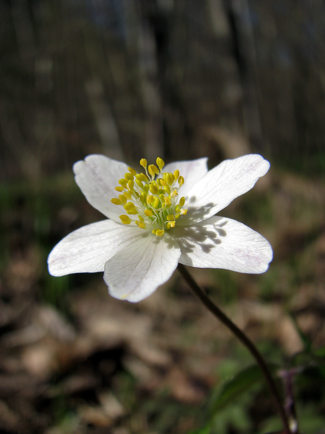 Изображение особи Anemone nemorosa.