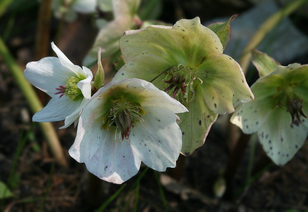 Image of Helleborus niger specimen.