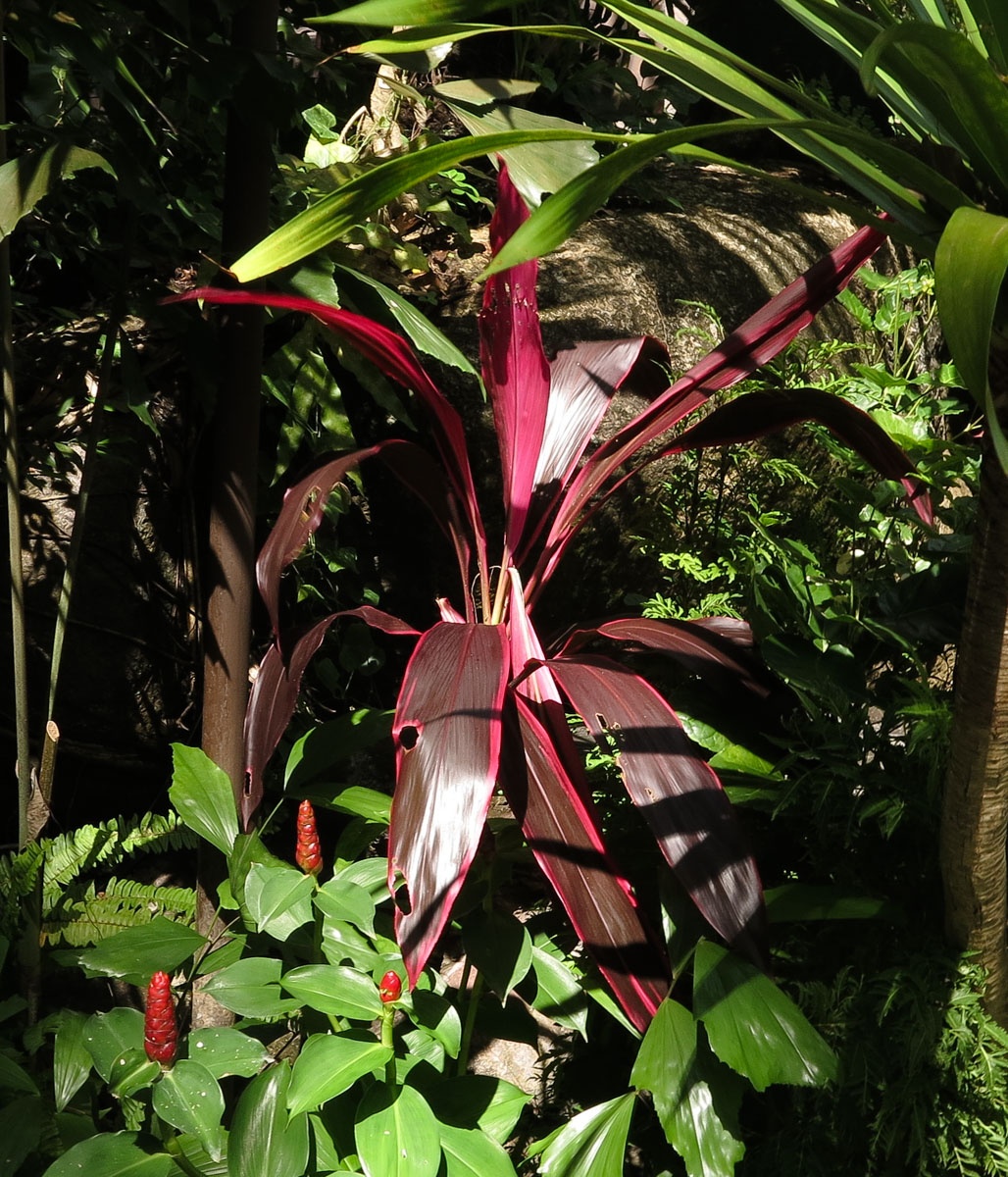 Image of Cordyline fruticosa specimen.