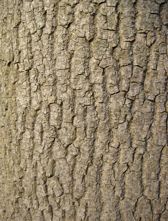 Image of Fraxinus excelsior specimen.