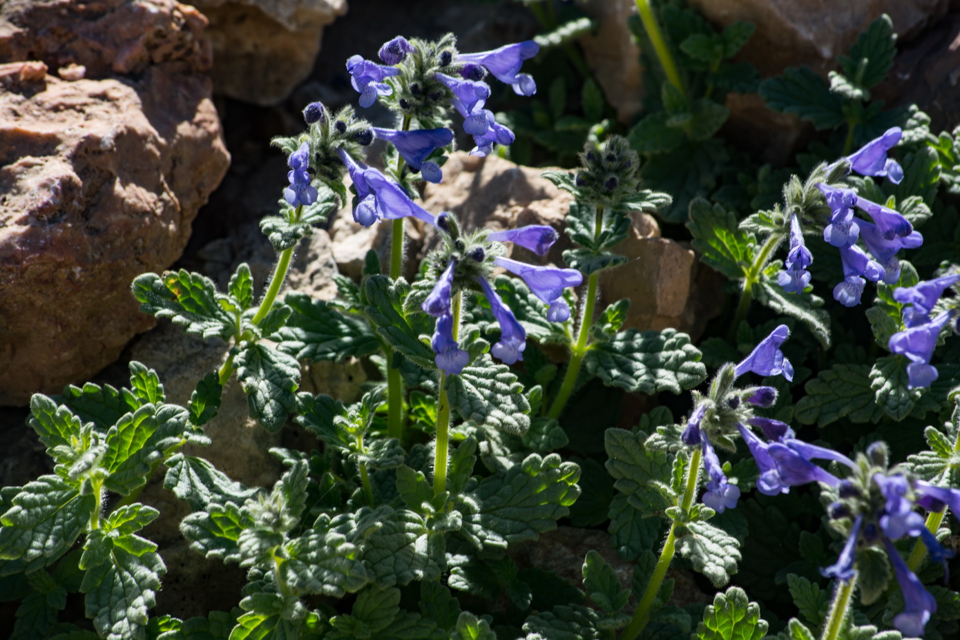 Изображение особи Nepeta supina.