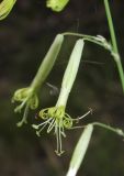 Silene chlorantha. Цветки. Алтайский край, г. Барнаул, окр. пос. Южный, просека в ленточном бору из Pinus sylvestris. 9 августа 2017 г.