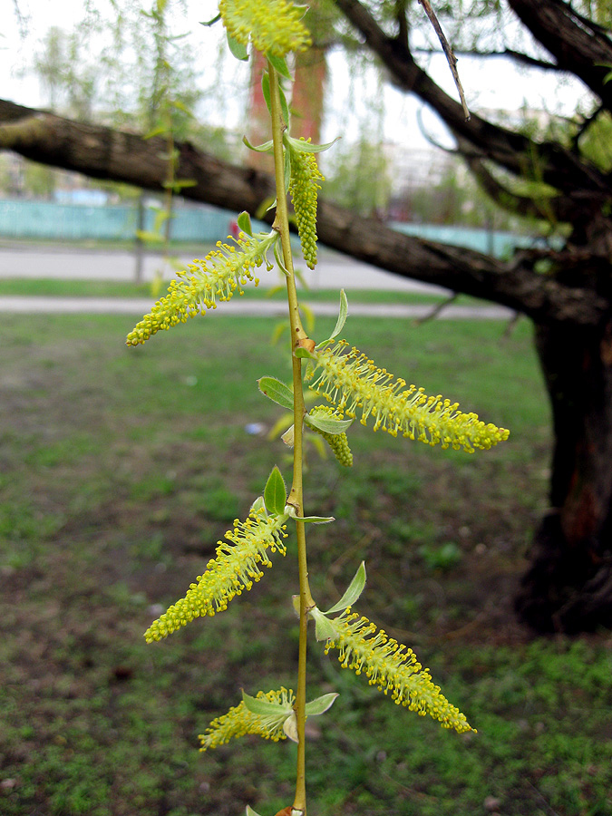 Изображение особи Salix babylonica.