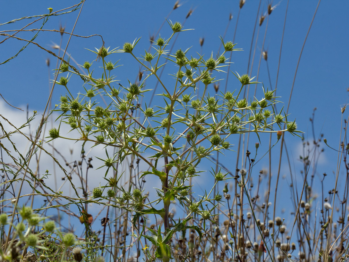 Image of Eryngium campestre specimen.