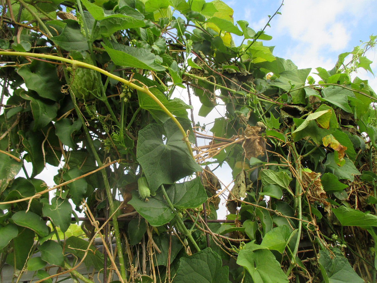 Image of Sechium edule specimen.